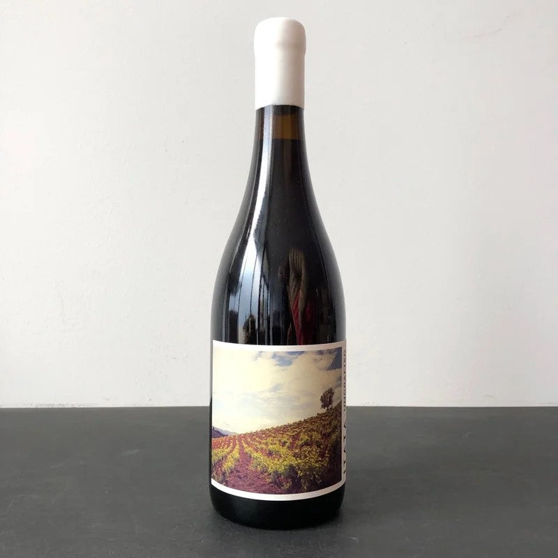 2024UngraftedCinsault,ItataValley,Chile
